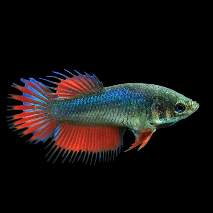 Amazon.co.jp: (熱帯魚)ベタ クラウンテール メス色おまかせ